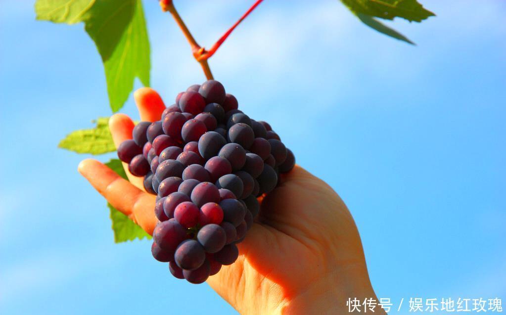 水果|此4种常用激素催熟的水果,尽量少买!水果贩子:很多人却都爱吃