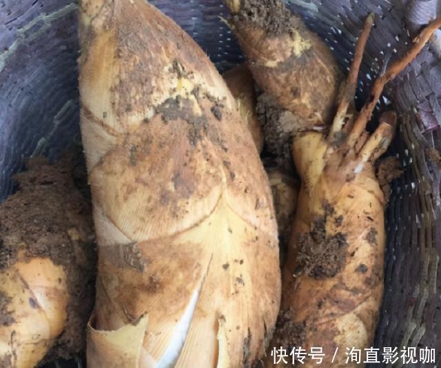  买竹笋，挑长的好还是粗的好？菜农：买错了难吃，浪费钱