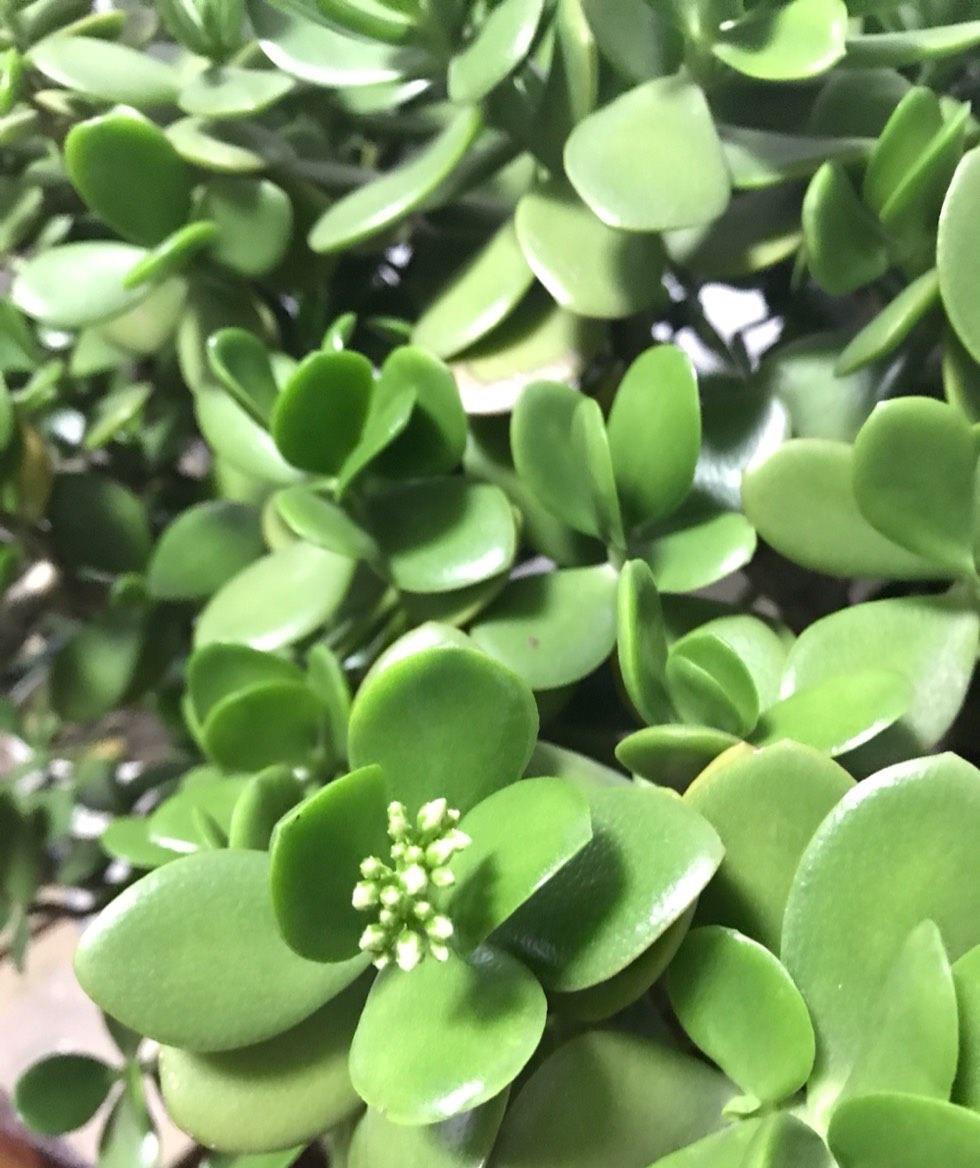 湿润|3种盆栽四季常绿,叶很多很翠绿很好养,在阳台上一直很美