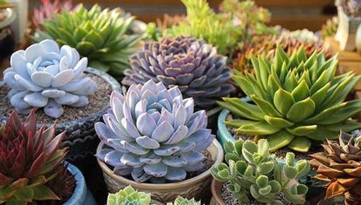 休眠|想要养好多肉,不要盲目“做傻事”,新手要避免掉,就能少踩坑