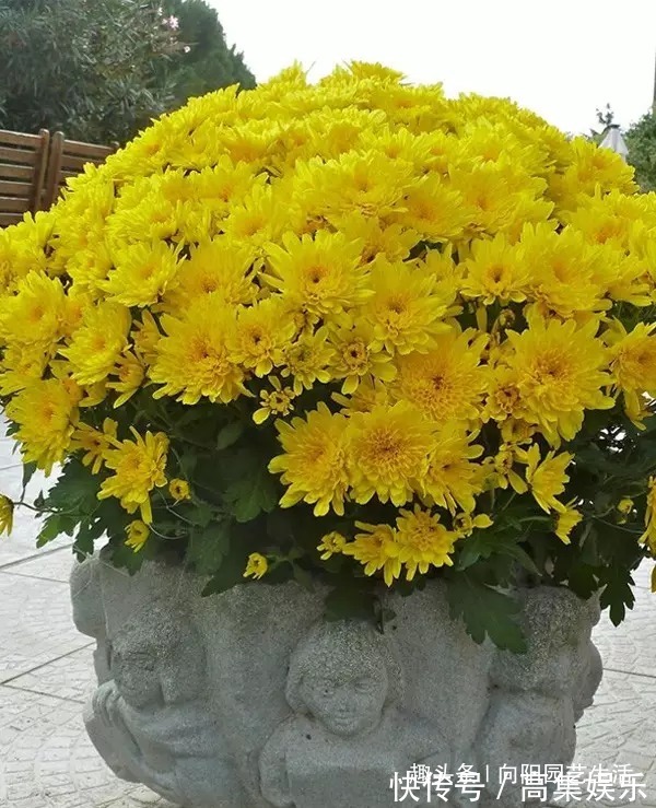 菊花扦插小技巧,20天就生根,容易成活服盆快,来年就能开花