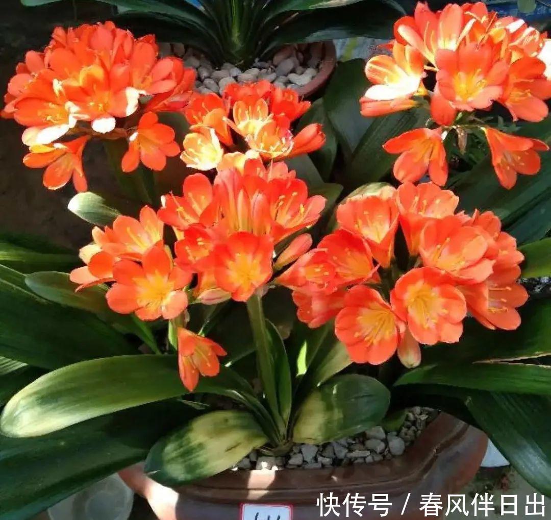 超级耐旱花,整个冬天不浇水,还能胖一圈!