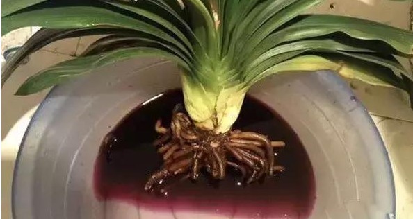 家中的花“快死了”怎么办只要一粒“药片”,便可起死回生!