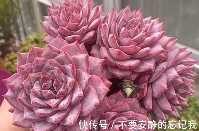 粉蓝鸟,想要养出极致的状态,比的不是技术而是狠劲,一点不夸张