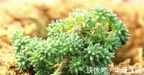 多肉度夏难?选择这些多肉植物准没错,安全度夏无压力!不要错过