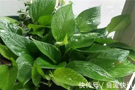 花友|3种植物是老酒鬼,一喝啤酒就疯长,根本不用施肥!