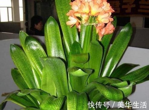 君子兰小苗这样养,叶多、翠绿肥厚,根系足,一年就能养开花