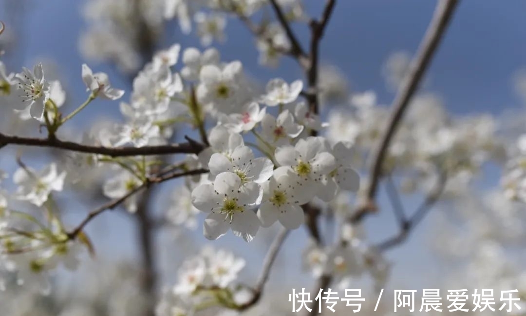 秋天|你和新疆秋天的距离，就差这一口香梨了