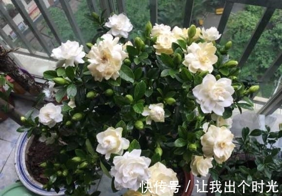 栀子花真难养？避开“3不要”，挤满大花苞，冬天也开爆