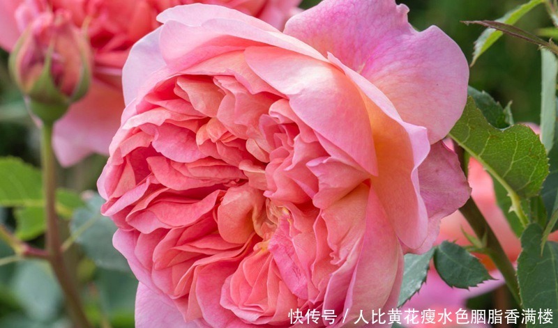 喜欢玫瑰,不如养“精品玫瑰”博斯科贝尔,花瓣如千丝,美如翠绿