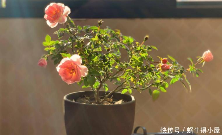 枝条|养月季,该从哪些地方着手防治病虫害,让植株开花漂亮?