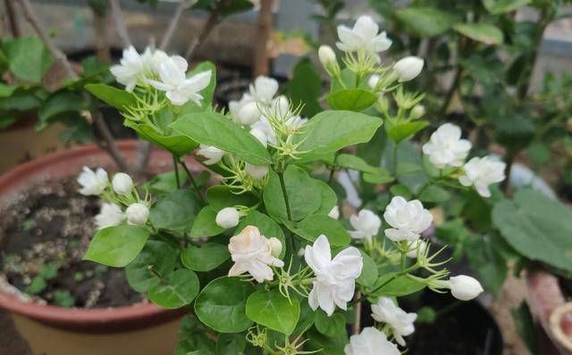 叶片|茉莉花这么养，枝叶繁茂四季绿，花开爆盆，满屋飘香