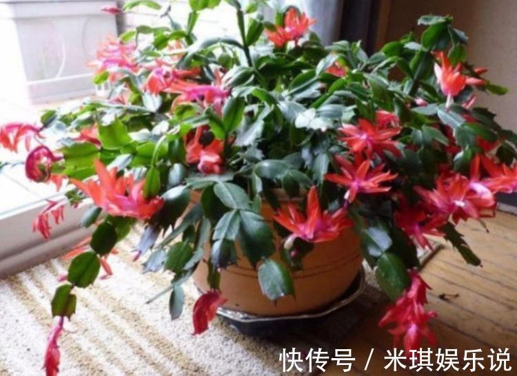 寓意超好的旺运花,吉祥又喜庆,年年开花美翻