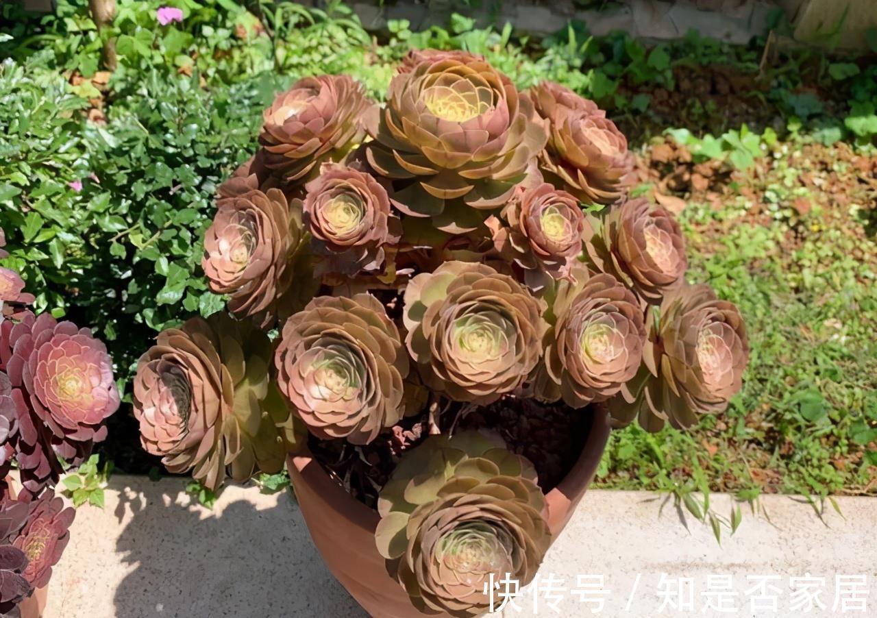 麦秆|三款按头卖的贵货多肉，美杜莎和白菊已经很亲民，麦秆还是天价