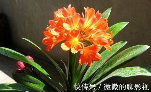 如何延长君子兰的花期，教你6招小技巧，花期多一倍，很实用