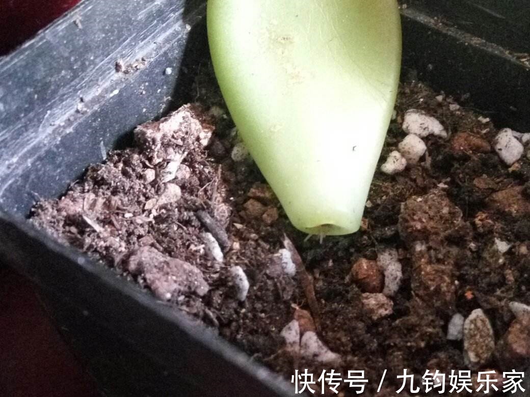 秋天养多肉赶紧叶插，这么做插几片就能活几片，插出满阳台的肉崽