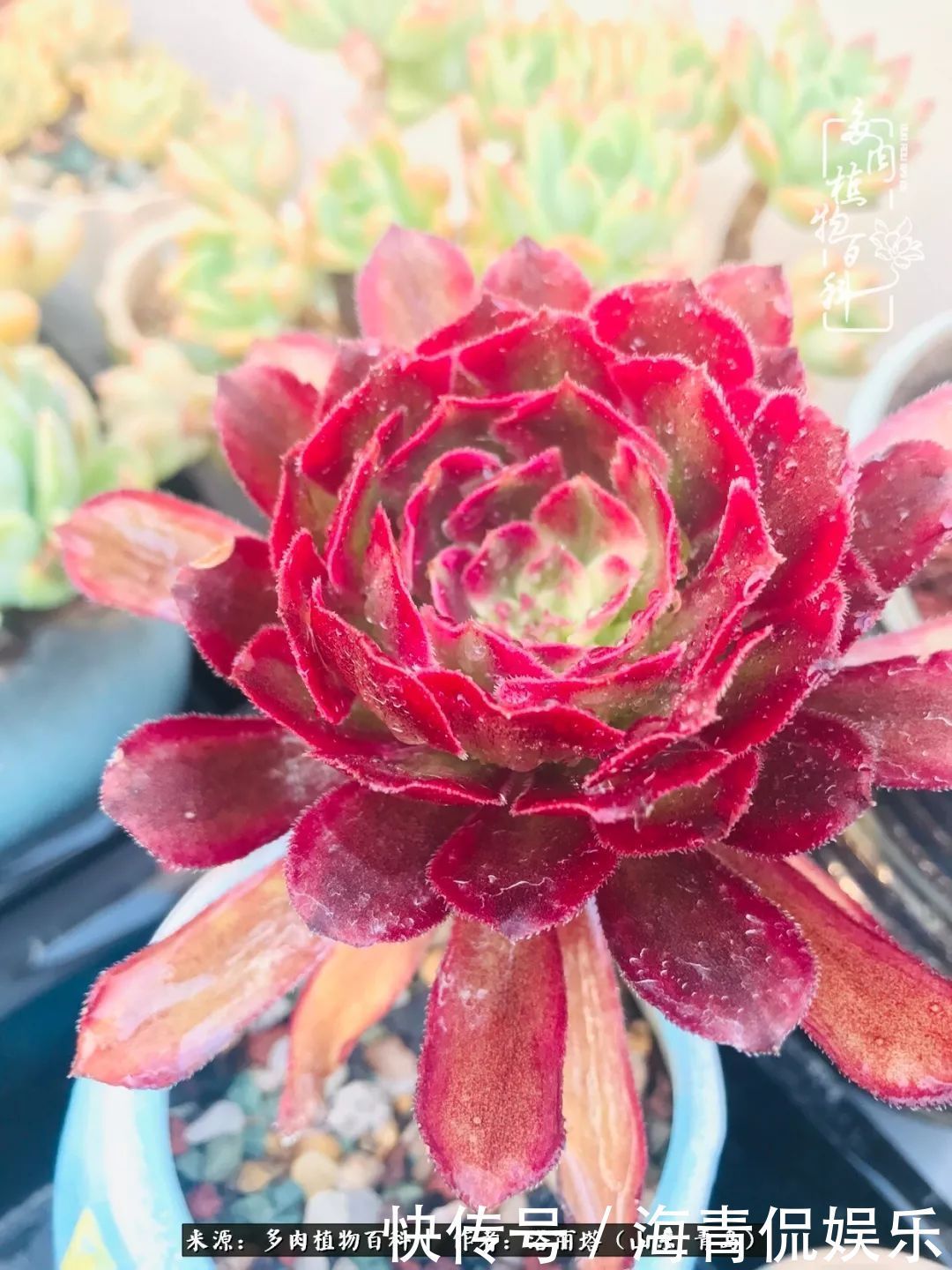 白月影|我和我的“多肉恋人”,怎么样有没有惊艳到你!