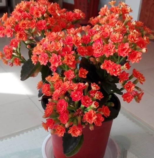 不想花钱买花，就选择“3种花”，1根枝条就能繁殖，简单极了