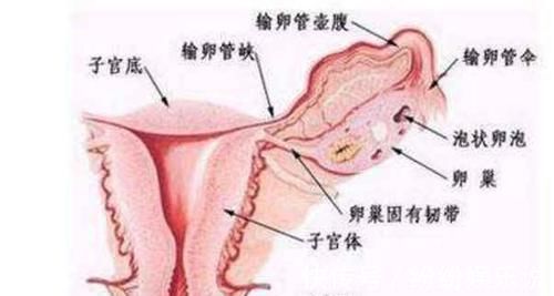 酒精肝|生殖系统发出的这3个信号,说明你的肝可能有问题了