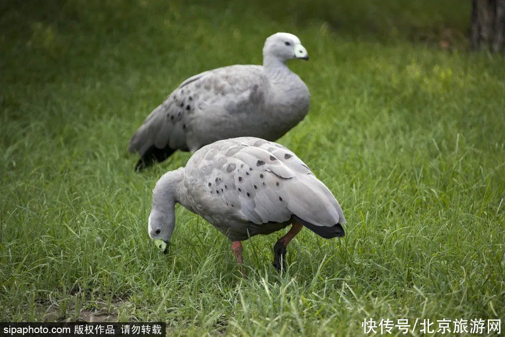 清凉必备！京郊有处隐匿的避暑秘境，绝壁之上赏山水，还能乘船穿越丛林！