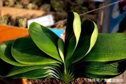 养花|家居养花最正确的君子兰浇水方式，不用施肥也能够花大色艳！