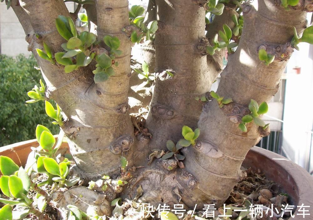 养玉树的4个修剪“姿势”,记住一个就够,不然越养越难看