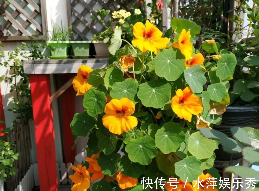 好看又好养的旱金莲,盆栽抓住这4个要点,花墙、花帘子全有了