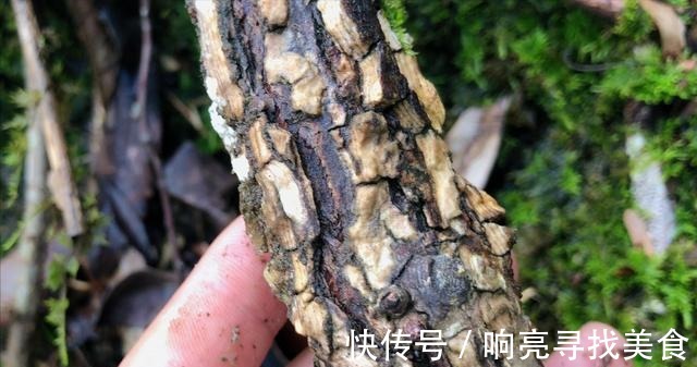 椭圆形|山里有一种美味的野果悄悄成熟了,这种野果你有吃过吗!