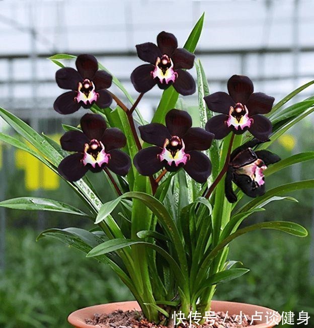 最不像兰花的兰花，被誉为是兰花界的“黑魔法”，值得居家养护！
