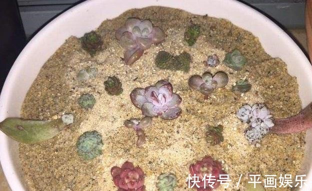 塑料杯|多肉“烂根”还能活,不用土,学会“3招”生根法,1个星期冒白根