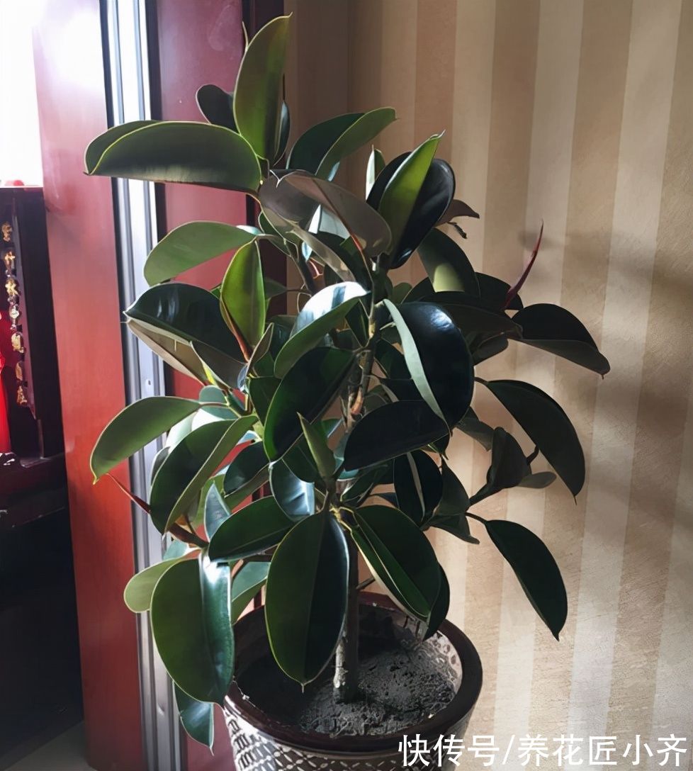 天气渐凉，6种花要“穷养”，水肥多了会伤根，多晒太阳植株壮