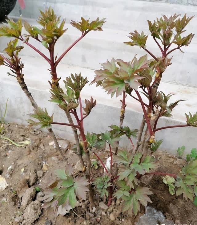 什么是抹芽?春天花芽分化,芍药,牡丹抹芽后,花开得更大