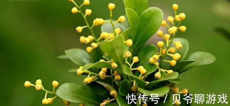 金边瑞香|此4种花,冬天再便宜也不要买,买一盆死一盆