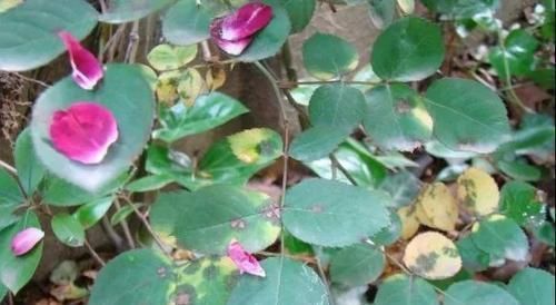 月季花掉叶不长花苞?仔细一看长了叶斑病,别心急这样救