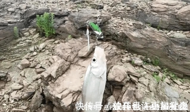 垂钓|长江该禁止钓鱼一男子长江“疯钓”野生白鱼,引网友怒怼