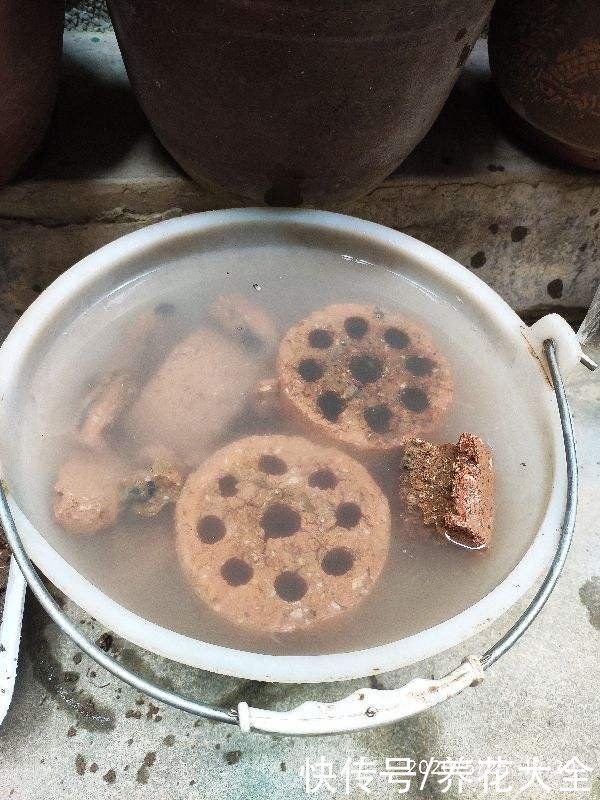 花盆里垫4种“小东西”,花不烂根还透气,根长得超壮