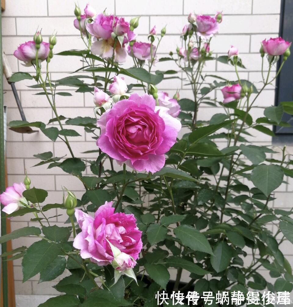 修剪|月季开完花,这样一处理,2周以后花芽“嘟嘟冒”,花朵开爆