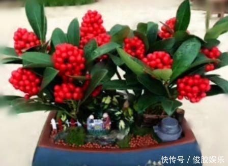 种花|4种花,个个都是高颜值,比“玫瑰”好看,开花量大、花期长