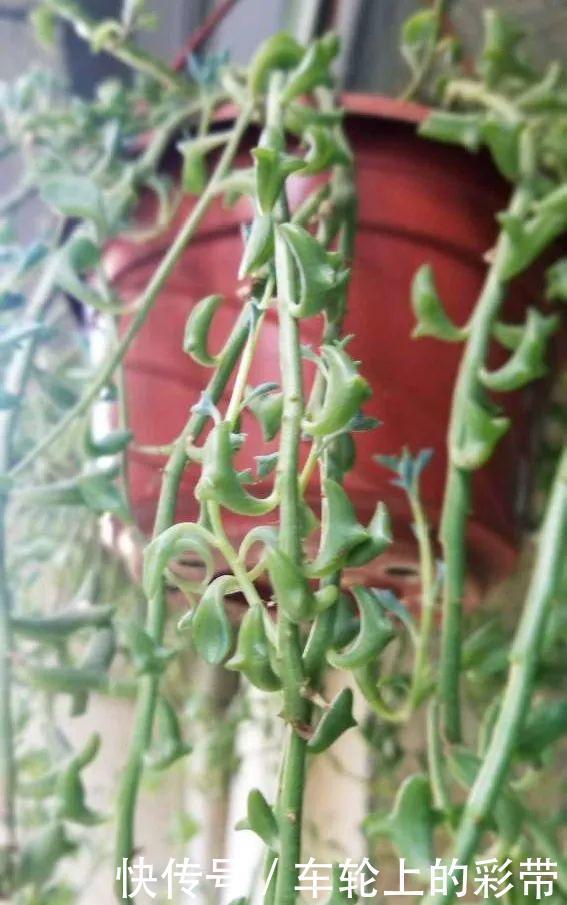 吊兰长满小金鱼，养上5年，越养越上瘾！