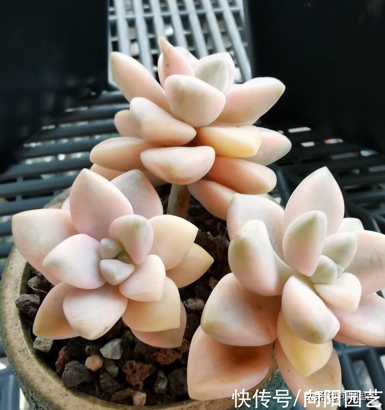 日照|价格昂贵的美杏锦，现在人人买得起，十几块1棵，价格超便宜