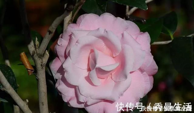 花中娇客|中国传统名花“花中娇客”,30种茶花一开,美了十里八乡