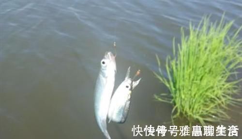 垂钓|手竿速钓白条好方法，牢记这些要点，白条连竿上，狂拉到手酸！
