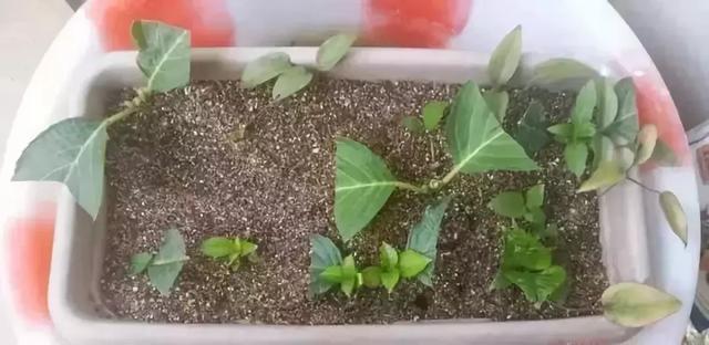 花再好看也别花钱买，浪费！只要随便捡几片叶子，落地就疯长