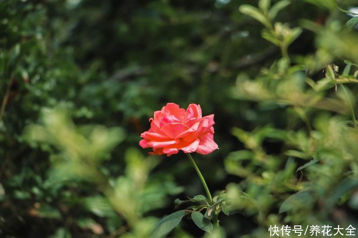 春天去花市买花,套路比年前还多,要擦亮眼睛避免上当