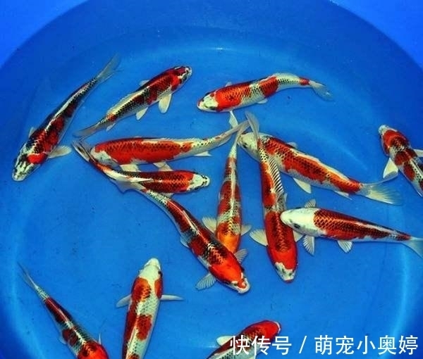 锦鲤|三大冷水鱼，草金鱼占了个不上不下的位置，给人鸡肋的感觉