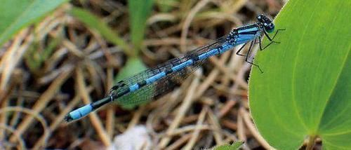 地球上8大奇特的蓝色动物 能夺命的蓝环章鱼 会变性的蓝带鳗鱼 快资讯