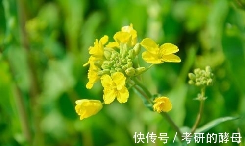 诗人$早春时节,杜甫和陆游各自吟诵了一首五律,画面不同,心境相似