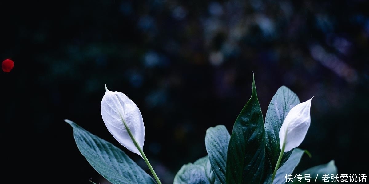 喜阴花|5种“喜阴花”,不要长时间晒太阳,屋外若有,抓紧搬进屋!