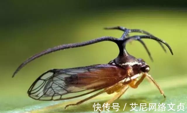 蝉|蝉鸣, 就是最美的夏日诗词