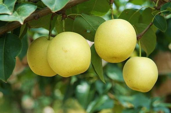 秋天|天可以多给小孩子吃3种金牌水果,孩子少生病,建议父母了解